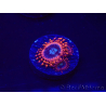 WYSIWYG - Zoanthus Utter Peace 30L6