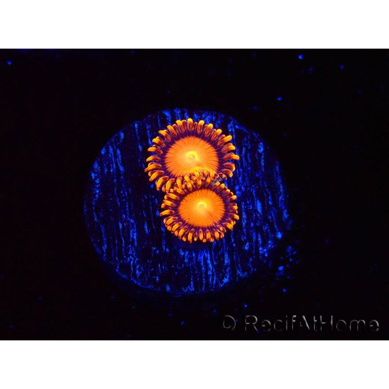 WYSIWYG - Zoanthus Atomic Sunrise 2J4