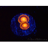 WYSIWYG - Zoanthus Atomic Sunrise 2J4
