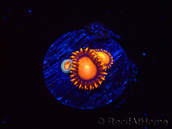 WYSIWYG - Zoanthus Atomic Sunrise 2J6