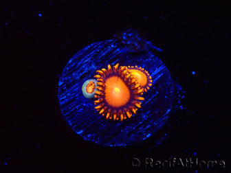 WYSIWYG - Zoanthus Atomic Sunrise 2J6