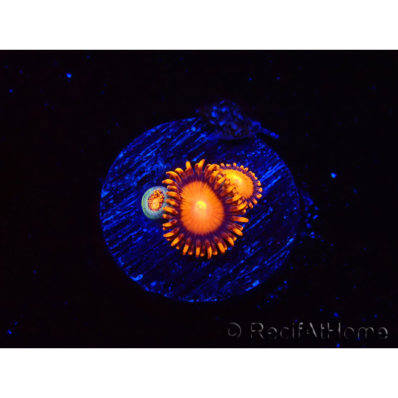 WYSIWYG - Zoanthus Atomic Sunrise 2J6