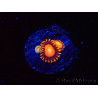WYSIWYG - Zoanthus Atomic Sunrise 2J6