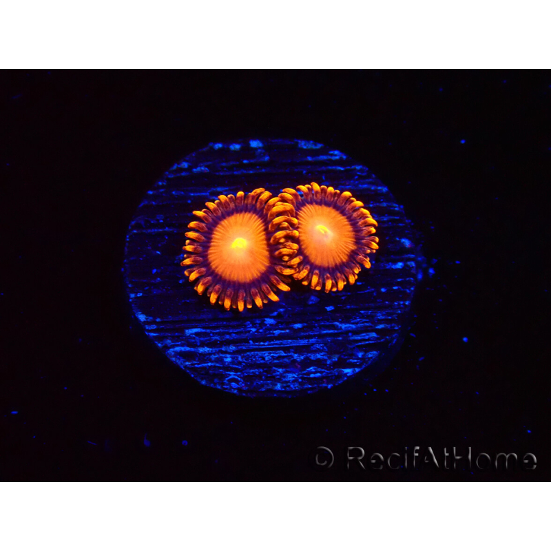 WYSIWYG - Zoanthus Atomic Sunrise 2J7