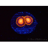 WYSIWYG - Zoanthus Atomic Sunrise 2J7