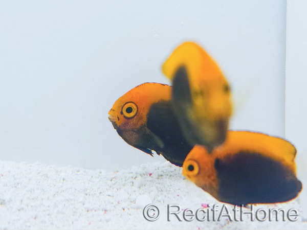 Centropyge acanthops WYSIWYG4 Zucht MEER 3-5 cm