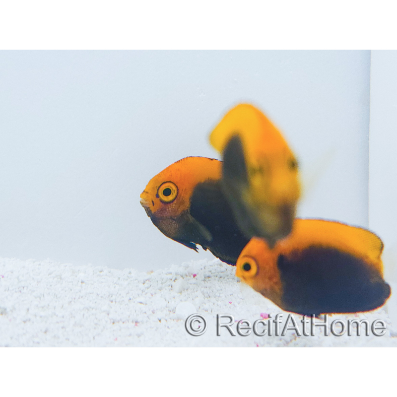 Centropyge acanthops WYSIWYG4 cría MERS 3-5 cm