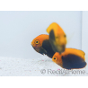 Centropyge acanthops WYSIWYG4 cría MERS 3-5 cm