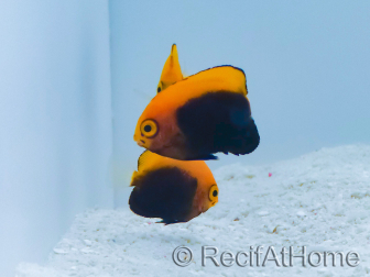 Centropyge acanthops WYSIWYG4 Zucht MEER 3-5 cm