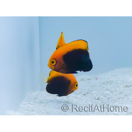 Centropyge acanthops élevage RAH 3-5 cm