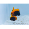 Centropyge acanthops WYSIWYG4 cría MERS 3-5 cm