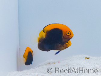 Centropyge acanthops WYSIWYG4 Zucht MEER 3-5 cm