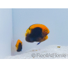 Centropyge acanthops WYSIWYG4 élevage MERS 3-5 cm
