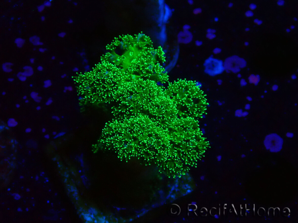 WYSIWYG Pocillopora damicornis vert