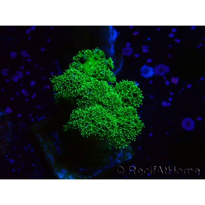 WYSIWYG Pocillopora damicornis verde