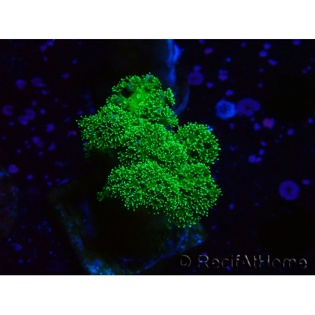 WYSIWYG Pocillopora damicornis verde