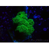 WYSIWYG Pocillopora damicornis grün