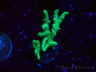WYSIWYG Seriatopora histrix verde