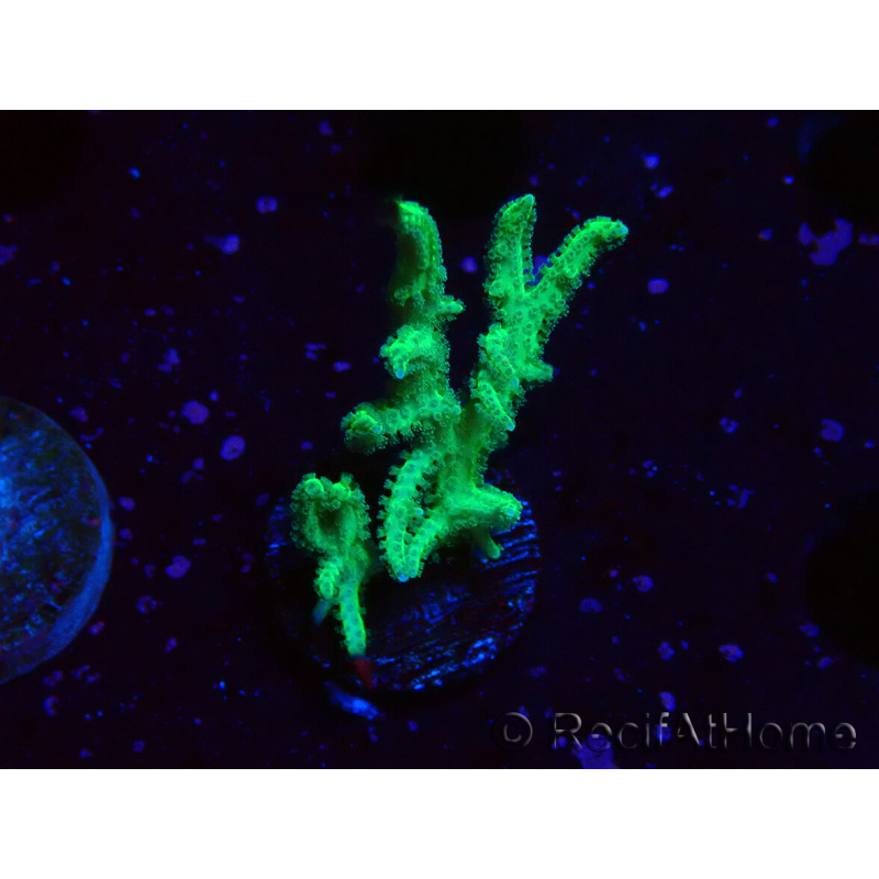 WYSIWYG Seriatopora histrix green