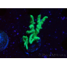WYSIWYG Seriatopora histrix grün