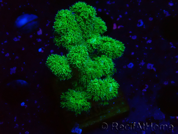 WYSIWYG Pocillopora damicornis amarillo verde
