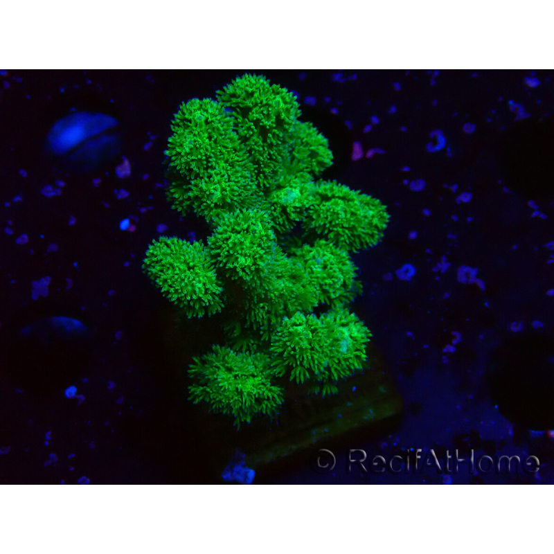 WYSIWYG Pocillopora damicornis gelb grün