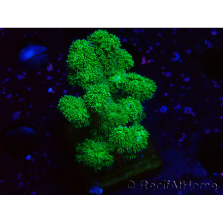WYSIWYG Pocillopora damicornis gelb grün