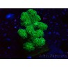WYSIWYG Pocillopora damicornis jaune vert 1B6
