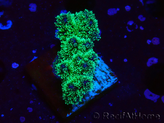 WYSIWYG Pocillopora damicormis tricolor