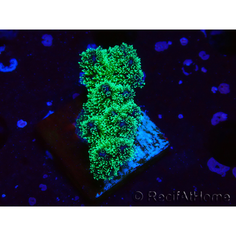 WYSIWYG Pocillopora damicornis tricolor