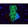WYSIWYG Pocillopora damicornis tricolor
