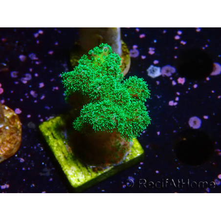 WYSIWYG Pocillopora damicornis vert