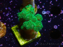 WYSIWYG Pocillopora damicornis green