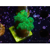 WYSIWYG Pocillopora damicornis verde