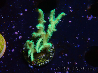 WYSIWYG Seriatopora histrix verde