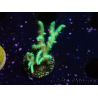 WYSIWYG Seriatopora histrix green
