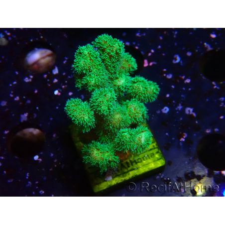 WYSIWYG Pocillopora damicornis jaune vert