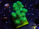 WYSIWYG Pocillopora damicornis gelb grün