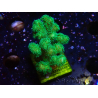WYSIWYG Pocillopora damicornis gelb grün