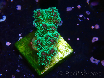 WYSIWYG Pocillopora damicormis tricolor 1E3
