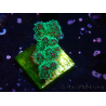 WYSIWYG Pocillopora damicornis tricolor