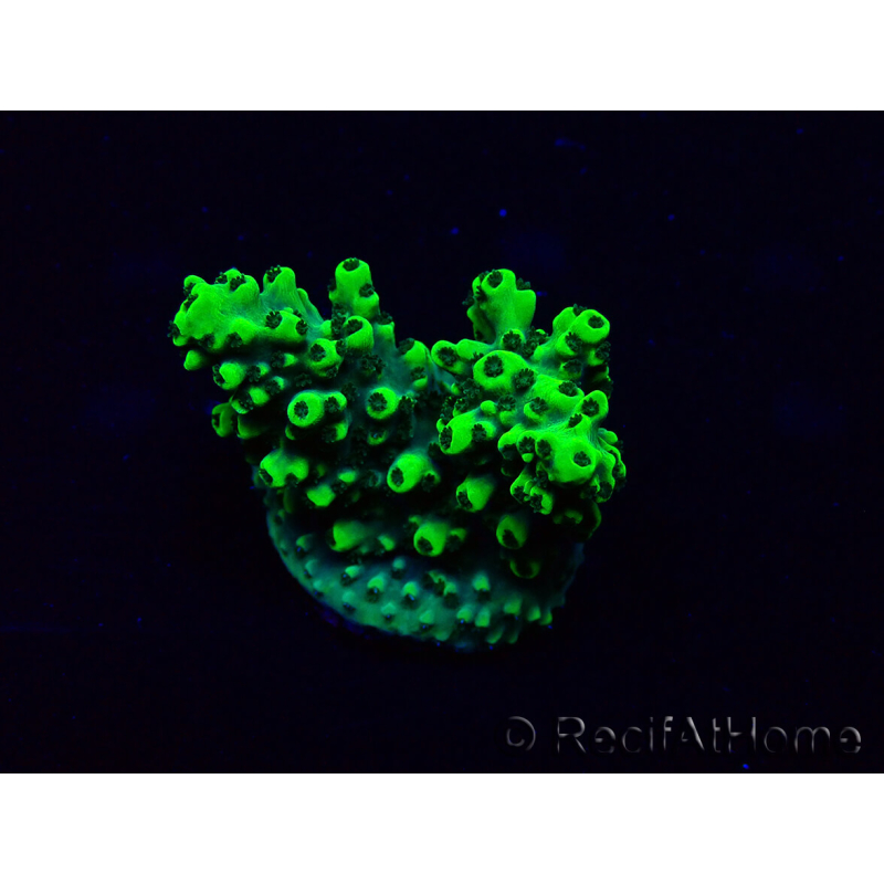WYSIWYG Acropora 15E12 Mariculture acclimaté led