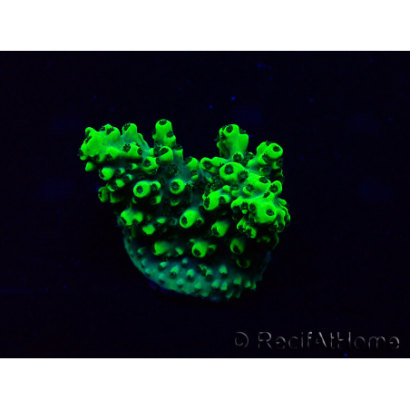 WYSIWYG Acropora Maricultura aclimatada LED