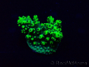 WYSIWYG Acropora Maricoltura acclimatata a LED