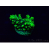 WYSIWYG Acropora Marikultur akklimatisiert LED