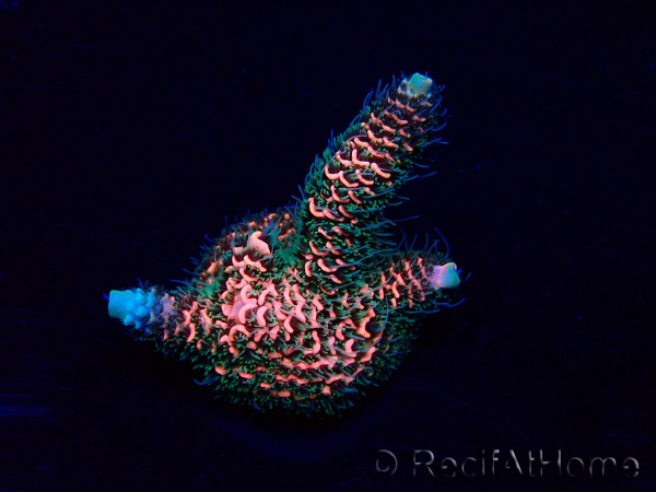 WYSIWYG Acropora Australia acclimated LED