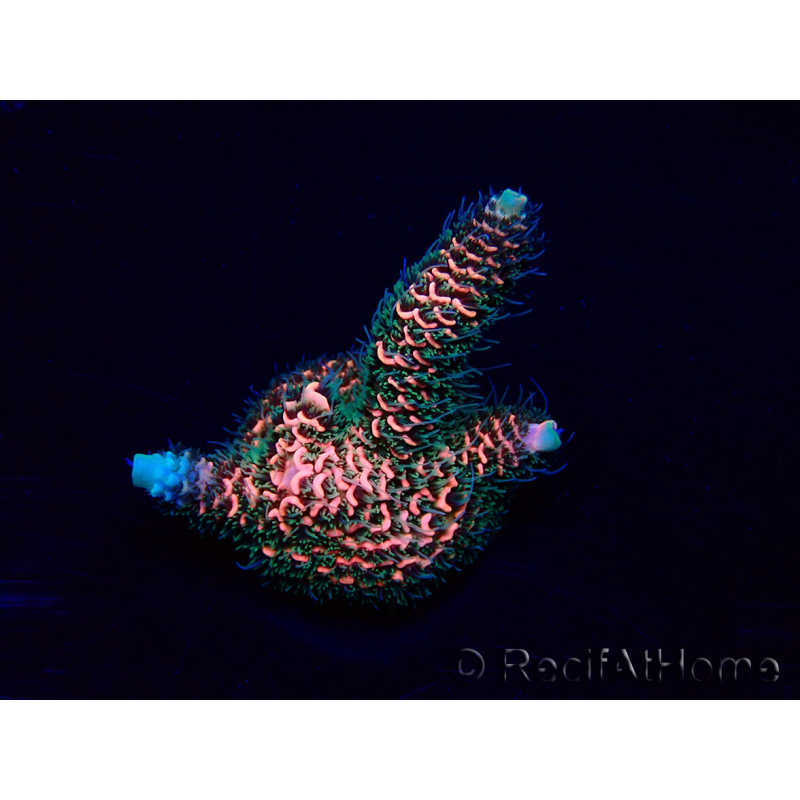 WYSIWYG Acropora Australia aclimatada LED