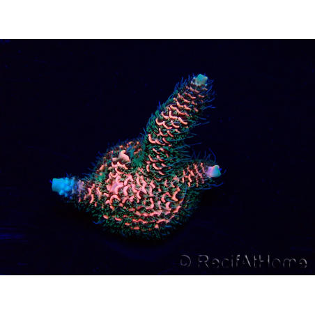 WYSIWYG Acropora Australia acclimatata a LED