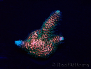 WYSIWYG Acropora Australië geacclimatiseerd LED
