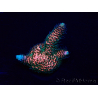 WYSIWYG Acropora Australia acclimatata a LED